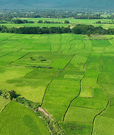 System of Rice Intensification