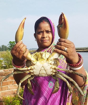 Crab Farming in Odisha