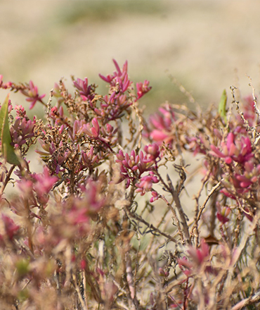 Salt Marsh Protection
