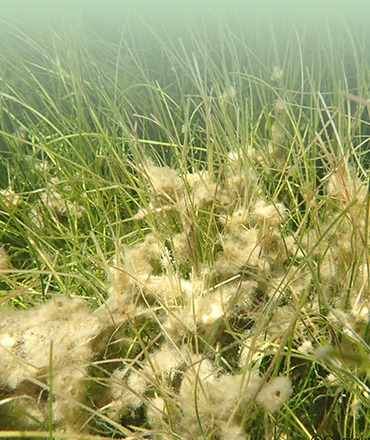 Seagrass
