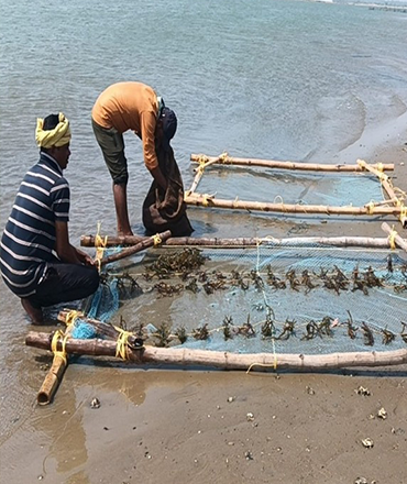 Seaweed farming